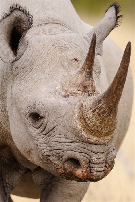 Black Rhino vs White Rhino - The Story and Charms of the African Rhino ...