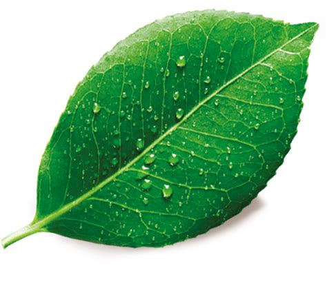 Green Leaf with Water Droplets Nature Close-Up HD PNG | PNG All