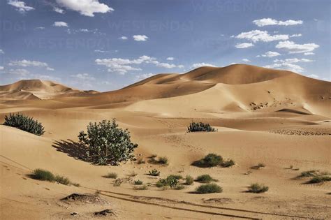 Sand dunes and bushes in the Sahara Desert, Merzouga, Morocco, North ...