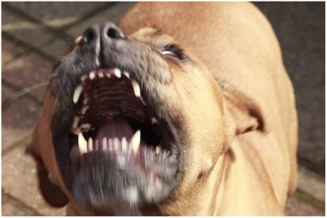 Man Mauled to Death by His Three Dogs Including Pit Bull Cross: Police ...