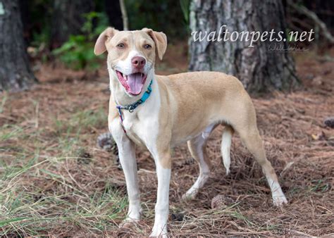 Tan Lab Pitbull Puppy Miller for Adoption - WILLIAM WISE PHOTOGRAPHY