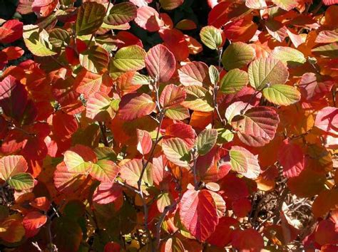 Fothergilla 'Dwarf' | Deciduous Shrubs | Shrubs | Plants & Flowers ...