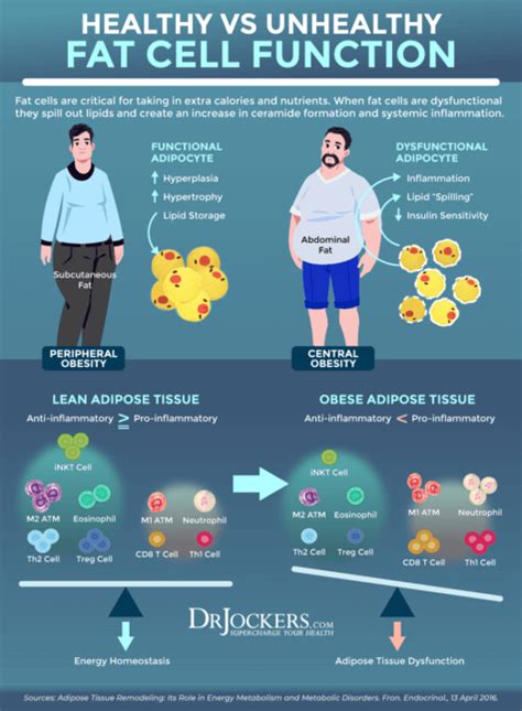 Visceral Fat: What is It and How it Drives Up Inflammation