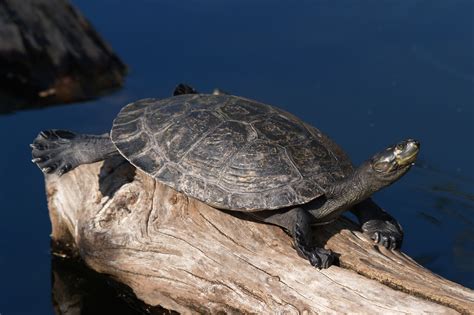 Yellow-Spotted Amazon Turtle - Honolulu Zoo Society