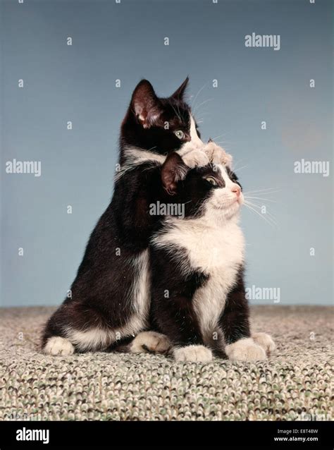 1960s TWO BLACK AND WHITE TUXEDO CAT KITTENS IN FUNNY POSE Stock Photo ...