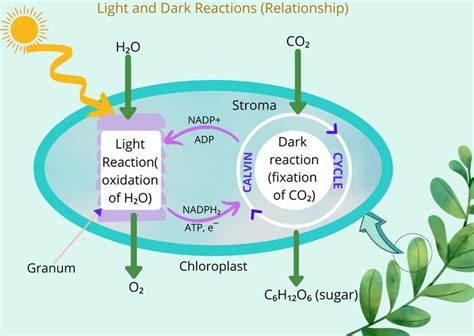 Light Reactions Diagram