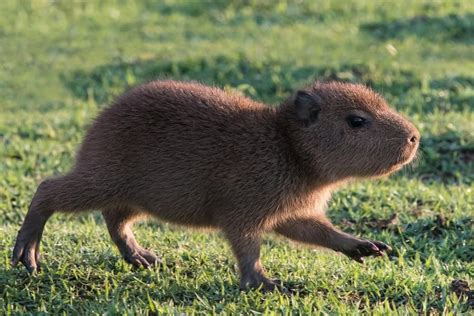 So were all just gonna ignore that baby capybaras exist?? | Baby ...