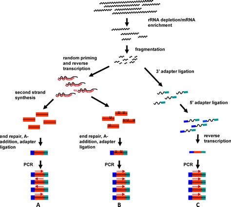 Almost all steps of NGS library preparation protocols introduce bias, especially in the case of ...