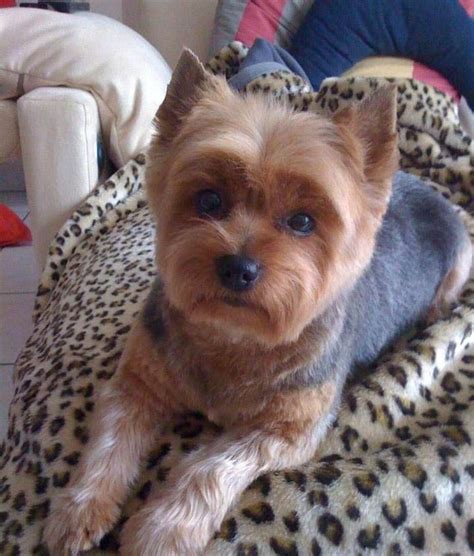 Yorkie Haircuts Pictures - Coolest Yorkshire Terrier Haircuts | Dog ...