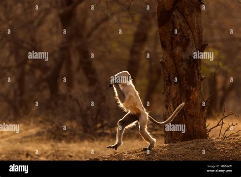 Primate walking upright hi-res stock photography and images - Alamy