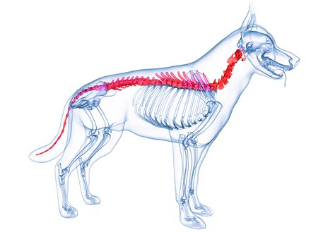 Spinal injuries in dogs - McDowell's Herbal Treatments