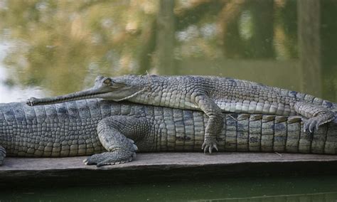 Gharial crocodile translocation to Banke National Park, Nepal | Pages | WWF