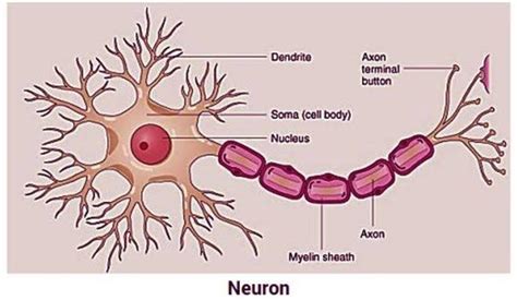 What Is Nervous Tissue Draw A Well Labelled Diagram Of Neuron | Porn ...