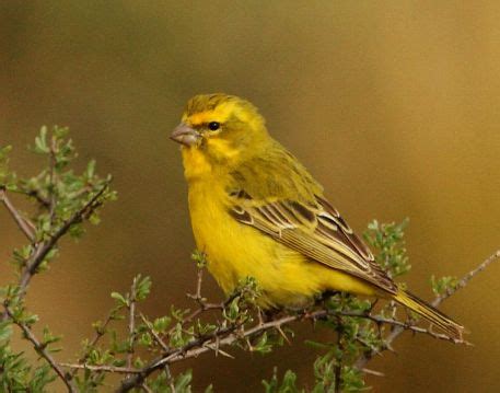 Yellow canary - Wikipedia