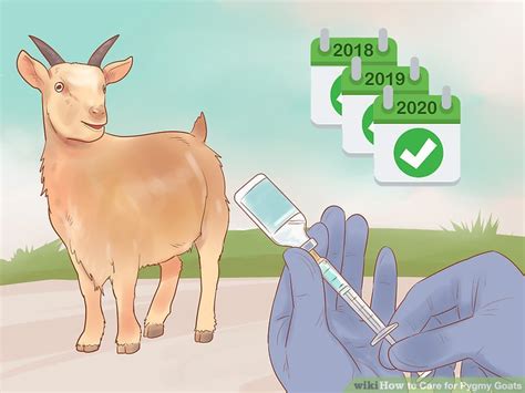 How to Care for Pygmy Goats (with Pictures) - wikiHow