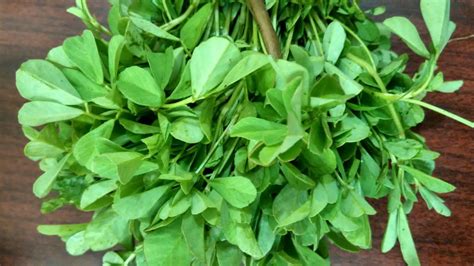 Fenugreek for Diabetes - Remedies Lore