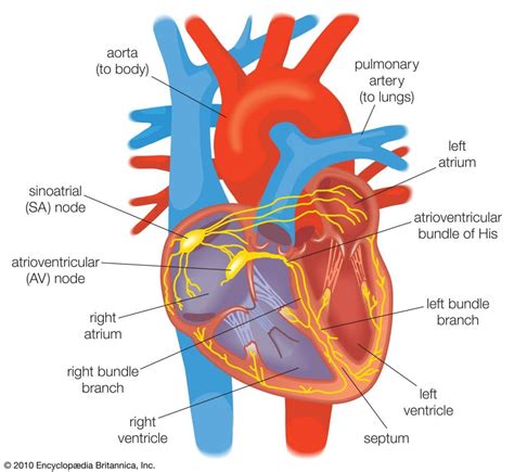 Section 3: The Cardiovascular System | Nitty Gritty Science