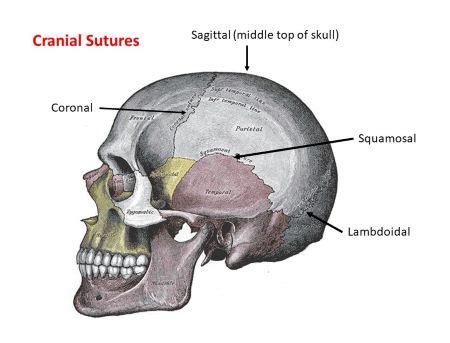 Lambdoidal Suture