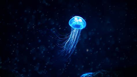 #Fishes #Jellyfish #Blue Glowing Jellyfish #4K #wallpaper #hdwallpaper ...