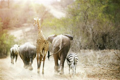 Africa Safari Animals Walking Down Path Photograph by Susan Schmitz