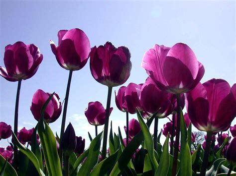 Purple Tulips Wallpapers - Wallpaper Cave