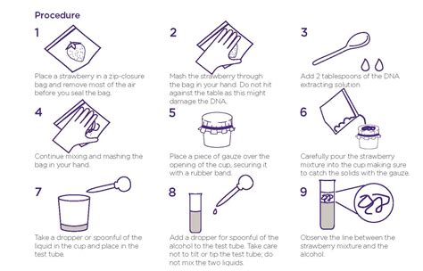 Strawberry Dna Extraction Lab Worksheet – Imsyaf.com