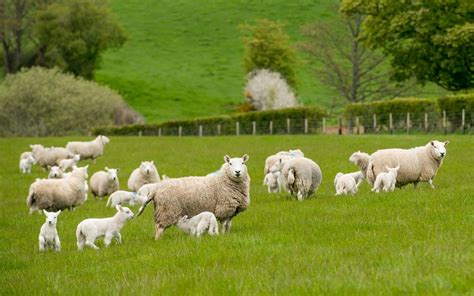 Why have Cheviots?