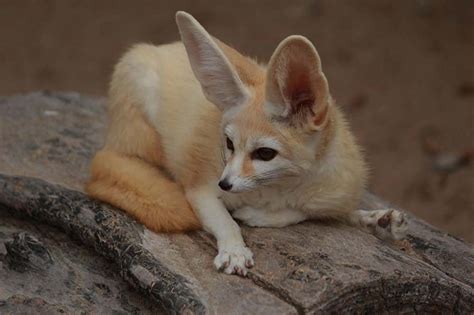 Are fennec foxes endangered? How many of them are left in the wild ...