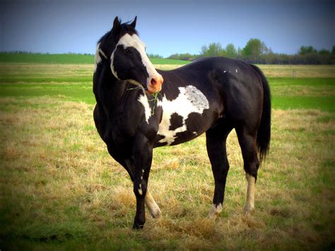 Our black overo paint stallion "Yo" produces solid, straight, good ...