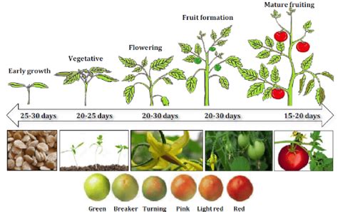 Demonstration of the five growth stages of tomato, and the different ...