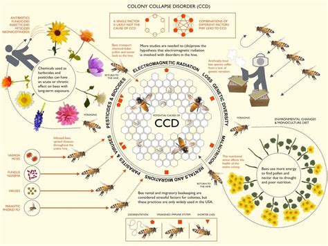 5.4 The Mysterious Case of Colony Collapse Disorder – Environmental ...