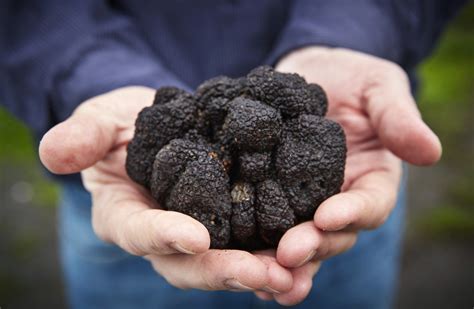 The Elusive American Black Truffle - WSJ