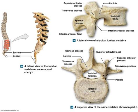 the lumbar vertebrae | Anatomy bones, Skeletal system anatomy, Brain ...