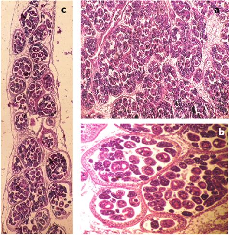 Transverse (a-b) and longitudinal (c) histological sections. | Download ...