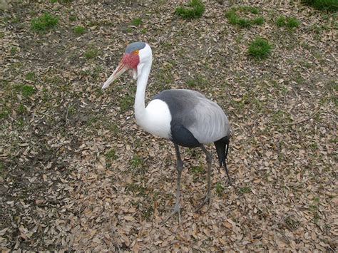 The Online Zoo - Wattled Crane