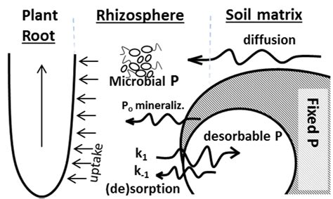 Rhizosphere processes involved in soil phosphorus bioavailability and ...