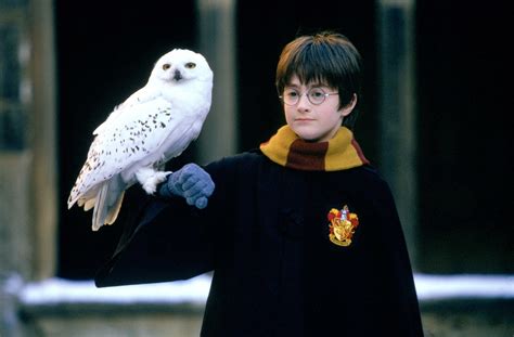 Download Hedwig (Harry Potter) Daniel Radcliffe Harry Potter Movie ...