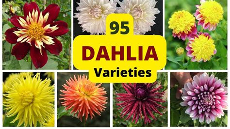 Dahlia Varieties List | sexiezpix Web Porn