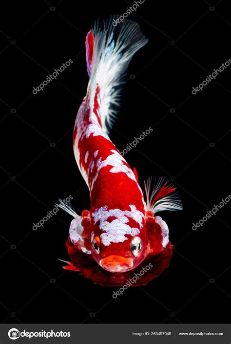 Betta fish Fight in the aquarium Stock Photo by ©BuaKaew8899 263497046