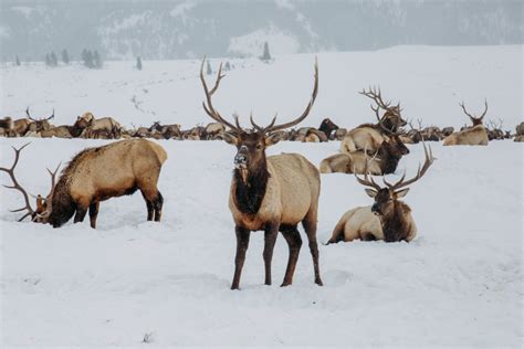 Sleigh Ride on the National Elk Refuge - Wanderlust Out West