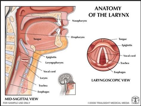 28+ Diagram Of The Epiglottis - ZichenKarina