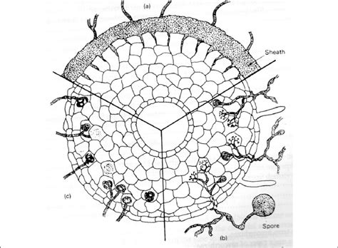 6 Types of mycorrhizae: (a) ectotrophic mycorrhiza of forest trees, (b ...