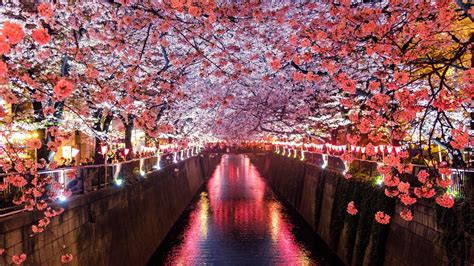 Japan Sakura Wallpaper 4k Pc Chill Pad - IMAGESEE