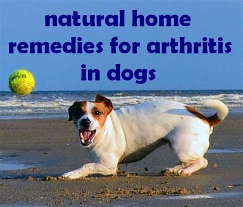 Arthritis in Dogs: Treatment, Natural Home Remedies, and Symptoms ...