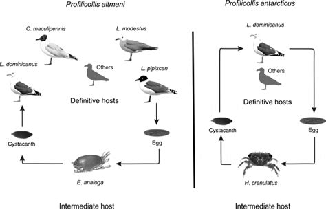 The phylogeny and life cycle of two species of Profilicollis ...