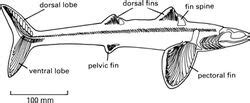 Cladoselache | Fossil Wiki | Fandom