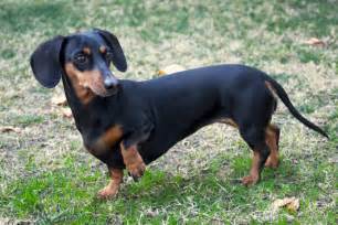 Dachshund - Pet Heaven