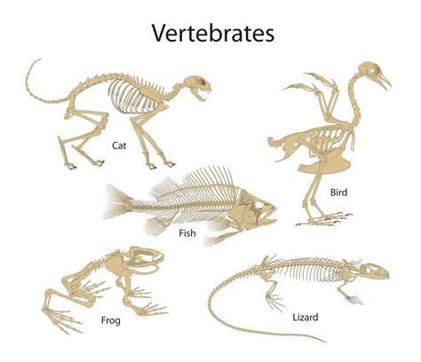 Are Birds Invertebrates Or Vertebrates? (10 Examples) - Birds News