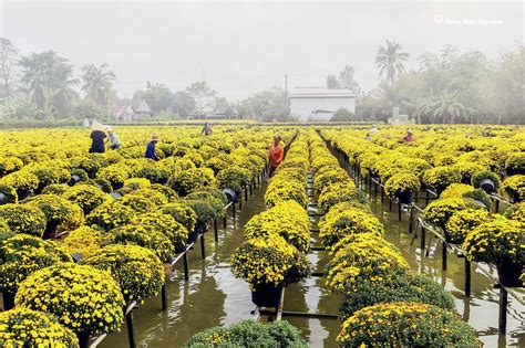 LÀNG HOA SA ĐÉC ĐỒNG THÁP – LÀNG HOA LỚN NHẤT MIỀN TÂY | Thổ Địa Đồng Tháp