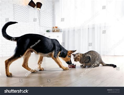 Cute Cat Funny Dog Eating Food Stock Photo 457784005 | Shutterstock